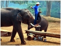 Chiang Dao Elephant Rides