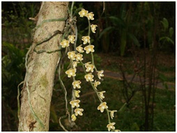 Chiang Dao Orchid