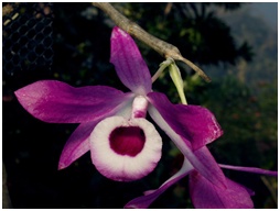 Chiang Dao Orchid