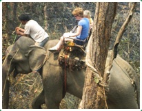Chiang Dao Elephant Rides